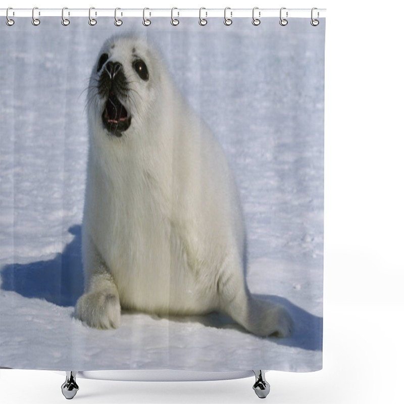 Personality  PHOQUE DU GROENLAND Pagophilus Groenlandicus Shower Curtains