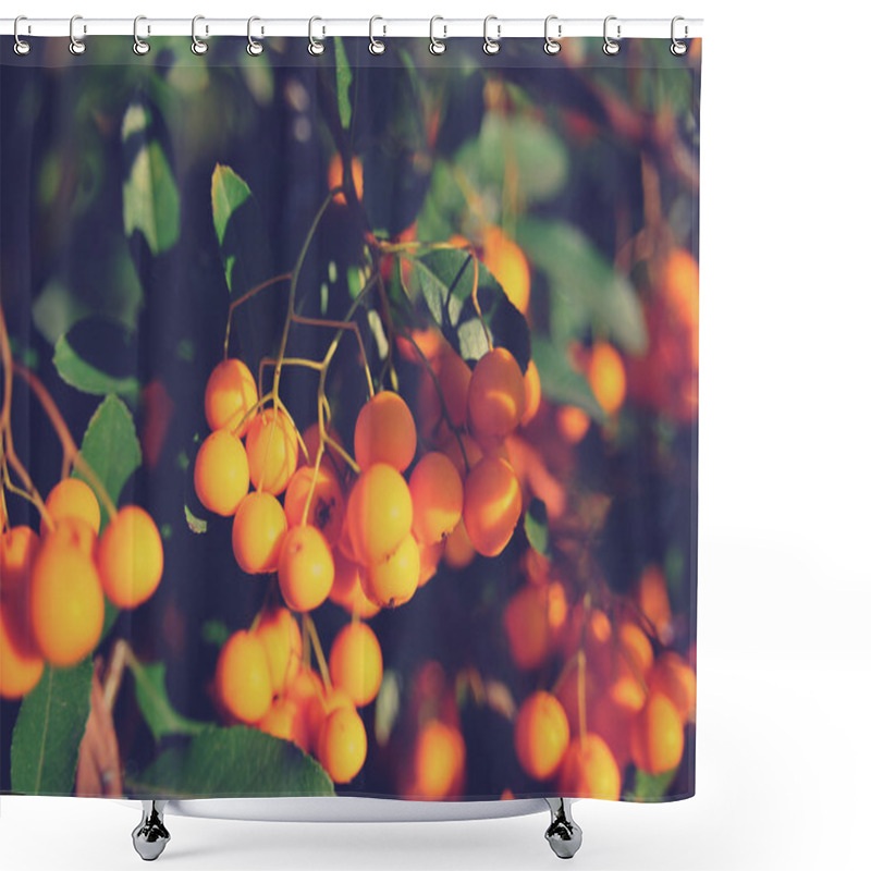 Personality  Green Leaves, Arborvitae Leaves (leaves Of Thuja, Thuya), Rowanberry Fruits Shower Curtains