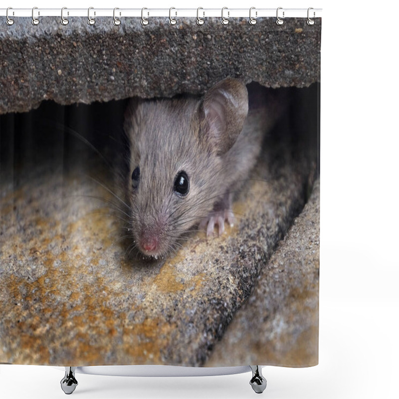 Personality  The House Mouse Is A Small Mammal Of The Order Rodentia, Characteristically Having A Pointed Snout, Large Rounded Ears, And A Long And Hairy Tail. It Is One Of The Most Abundant Species Of The Genus Mus. Shower Curtains