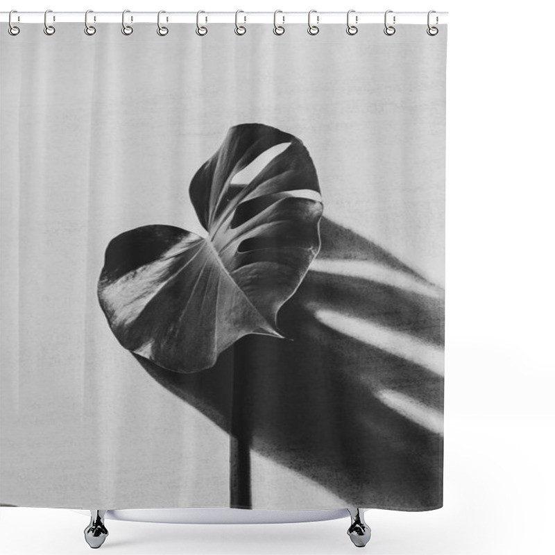 Personality  Large Green Leaf Tropical Monstera Plant With Shadow On A Gray Background, Black And White Photo Shower Curtains