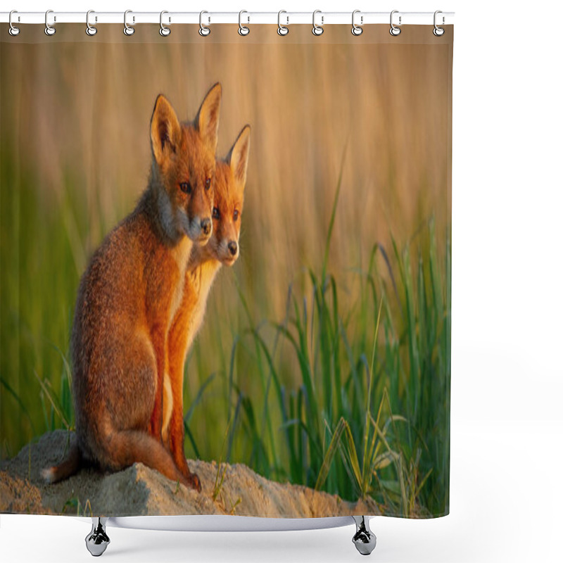 Personality  Red Fox Little Cubs Near Den Sitting Close Together. Shower Curtains