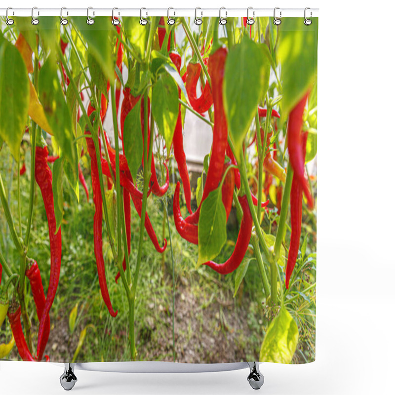 Personality  Gardening And Agriculture Concept. Perfect Red Fresh Ripe Organic Chili Pepper Ready To Harvesting On Branch In Garden. Vegan Vegetarian Home Grown Food Production. Picking Hot Spicy Cayenne Pepper Shower Curtains