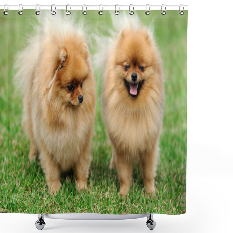 Personality  Brown Pomeranian Dog Shower Curtains