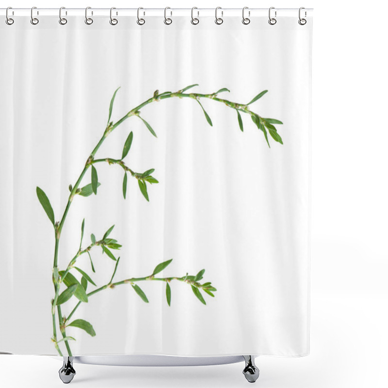 Personality  Polygonum Aviculare Or Common Knotgrass Isolated On White Shower Curtains