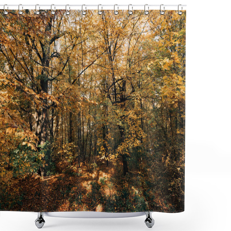 Personality  Sunshine In Yellow Autumn Forest With Trees  Shower Curtains