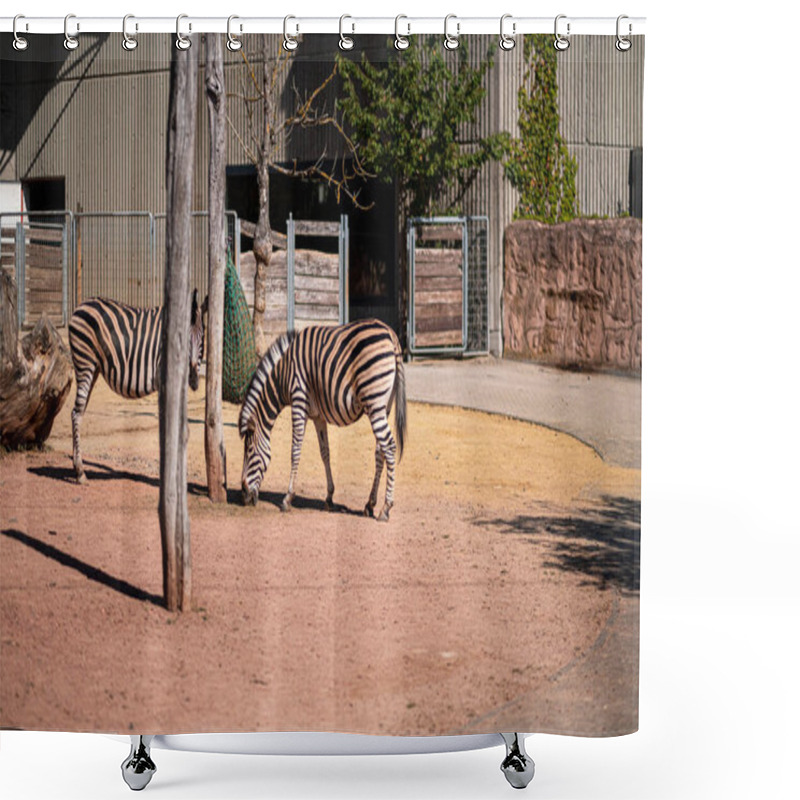 Personality  Zebras Grazing Peacefully In A Zoo's Outdoor Habitat Featuring Sandy Ground, Wooden Fences, And Green Foliage Under The Warm Sunlight. Captures A Calm And Natural Wildlife Setting. Shower Curtains