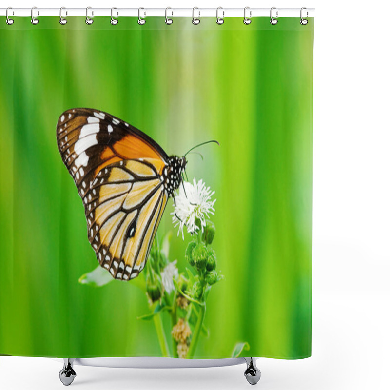 Personality  Butterfly (Danaidae), Common Tiger Shower Curtains