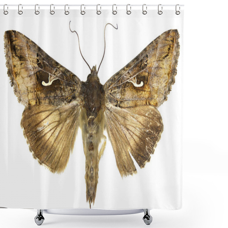 Personality  The Silver Y On White Background  -  Autographa Gamma  (Linnaeus, 1758) Shower Curtains