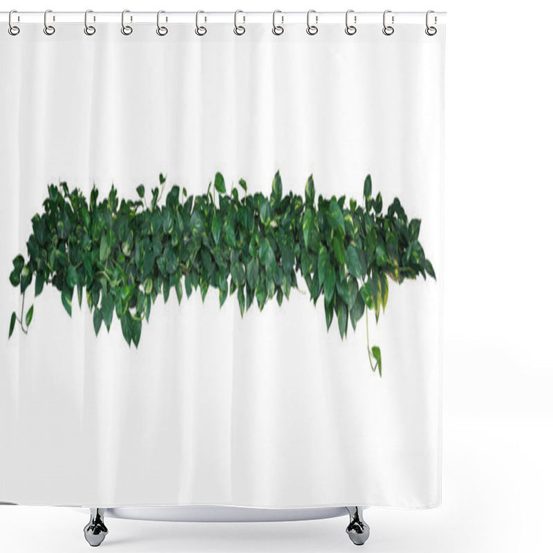 Personality  Heart-shaped Green Yellow Variegated Leaves Of Devil's Ivy Or Golden Pothos (Epipremnum Aureum), Tropical Plant Vines Bush Isolated On White Background, Clipping Path Included. Shower Curtains