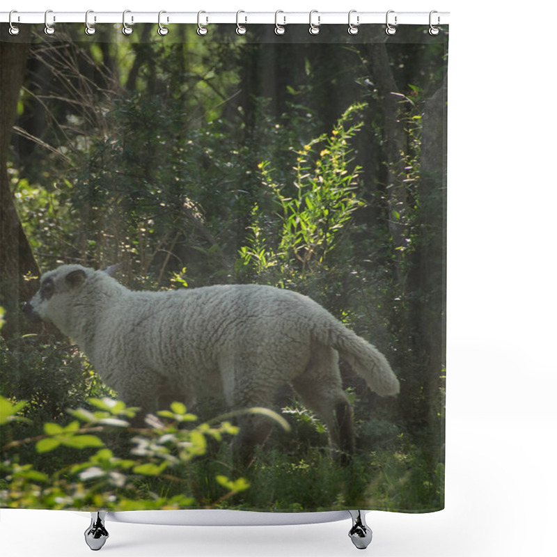 Personality  Free Sheep At Gallery Forest Near Santa Lucia River At Los Cerrillos, Canelones, Uruguay Shower Curtains