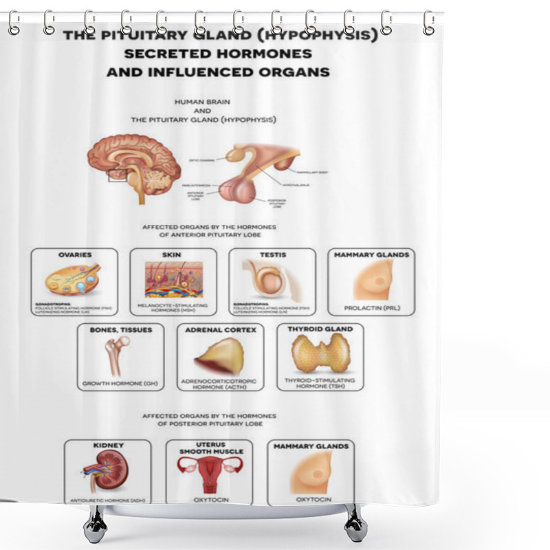 Personality  The Brain And Pituitary Gland Hormones Shower Curtains