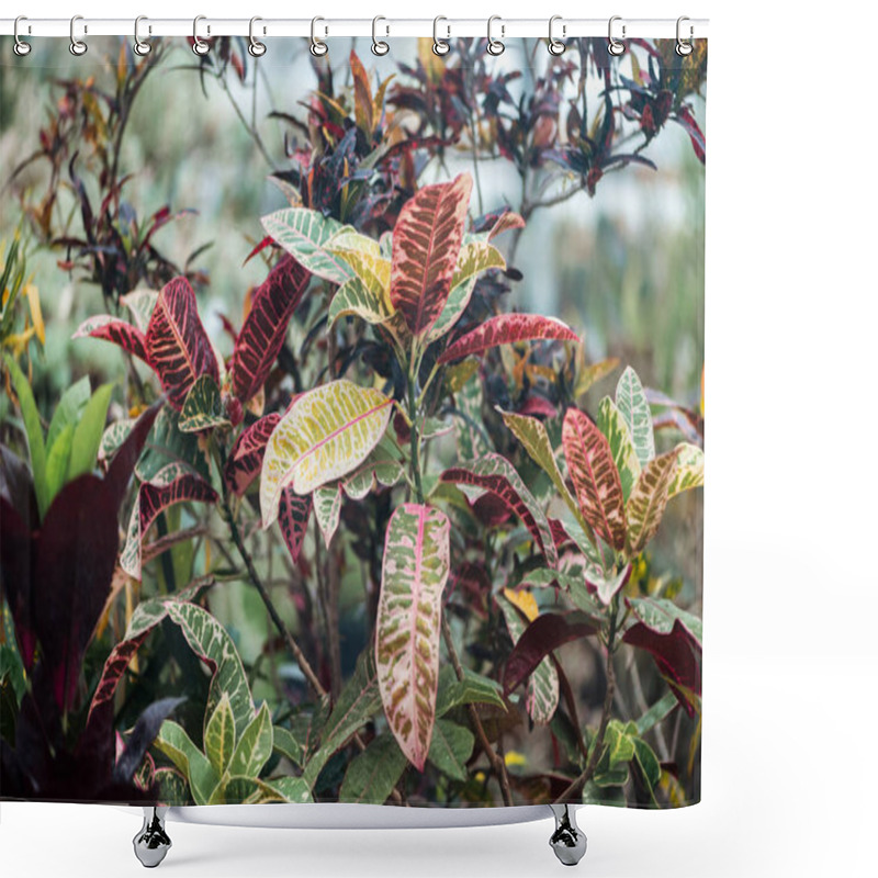 Personality  Plants With Red And Green Exotic Textured Leaves  Shower Curtains