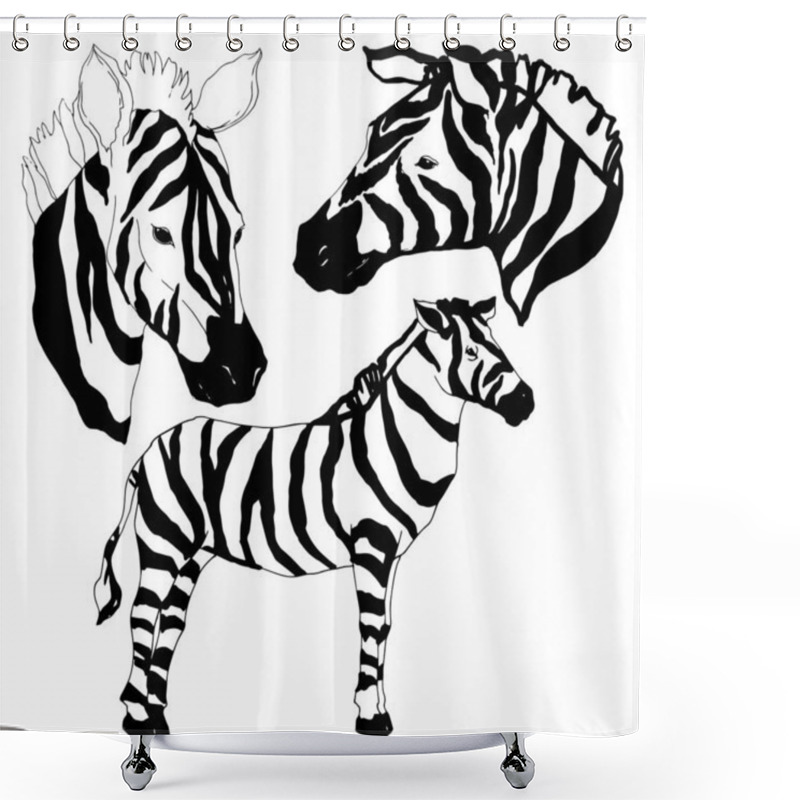 Personality  Vector Exotic Zebra Wild Animal Isolated. Black And White Engraved Ink Art. Isolated Animal Illustration Element. Shower Curtains