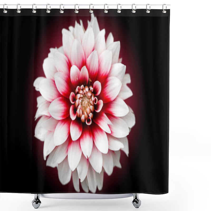 Personality  Close-up Of A Beautiful Fresh White Dahlia Flower With A Pink Core On A Black Isolated Background, Top View Shower Curtains