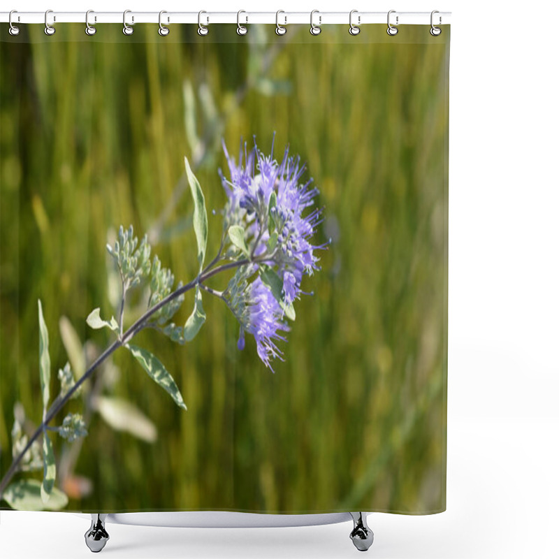 Personality  Bluebeard Heavenly Blue - Latin Name - Caryopteris X Clandonensis Heavenly Blue Shower Curtains