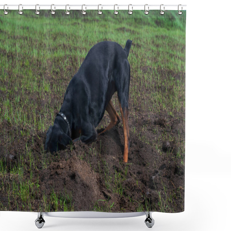 Personality  A Doberman Dog Digs Its Paws And Teeth With Pieces Of Soil In Search Of A Rodent Or Ground Squirrel, In The Field In Early Autumn. The Teeth Are Lumpy Of Earth. Shower Curtains