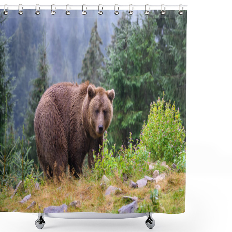 Personality  Wild Adult Brown Bear (Ursus Arctos) In The Mountain Summer Forest Shower Curtains