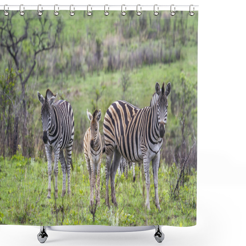 Personality  Plains Zebra In Kruger National Park, South Africa Shower Curtains