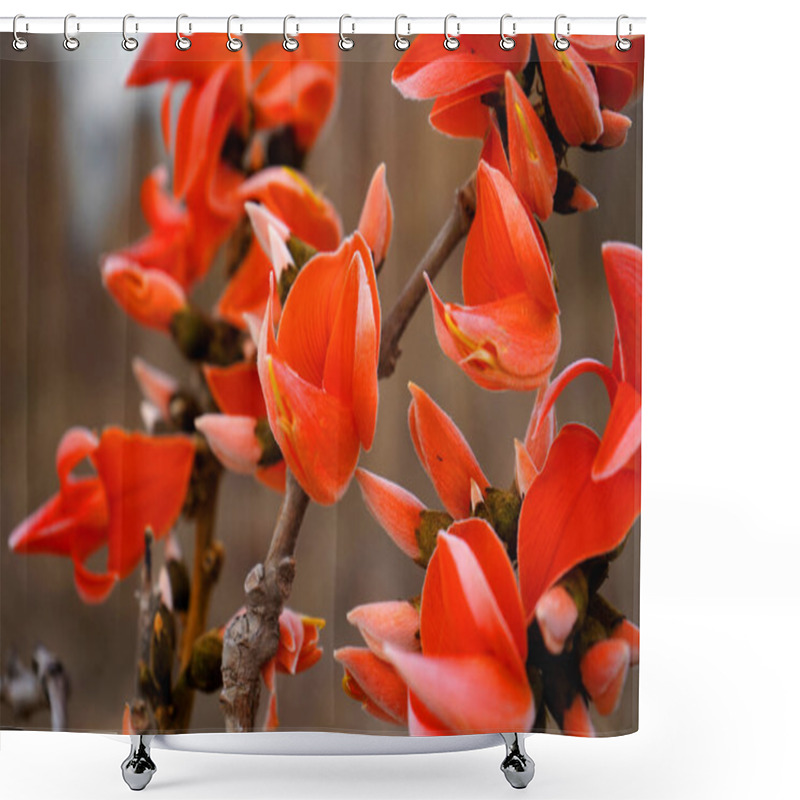 Personality  Butea Monosperma Or Palash Flower Shower Curtains