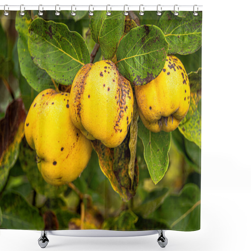 Personality  In Autumn, Quince Trees Are Adorned With Golden-yellow Fruits, Their Bumpy Surfaces Catching The Soft Sunlight. The Leaves, Tinged With Hints Of Orange And Brown, Create A Warm, Rustic Seasonal Charm. Shower Curtains