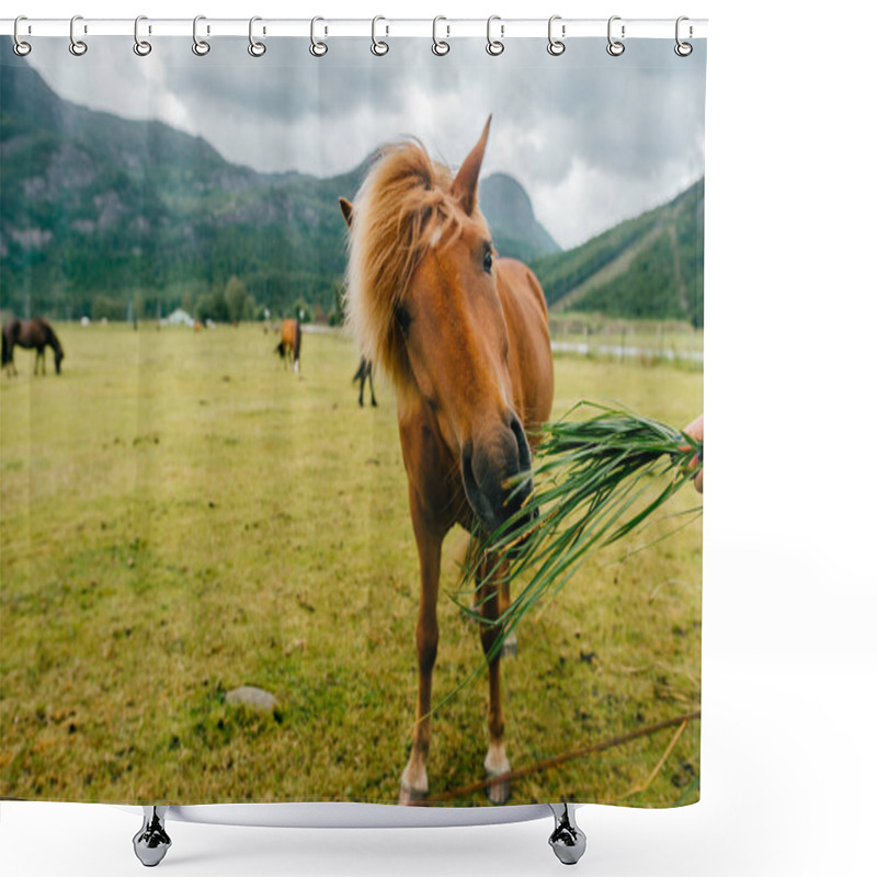 Personality  Wildlife In Norway. Scandinavian Fjord Beautiful Horses On Pasture Eat Grass On Field In Summer Rainy Weather. Cloudy Sky. Mountains On Background. Rocks. Funny Mammal Animals. Rural. Travel. Nature. Shower Curtains