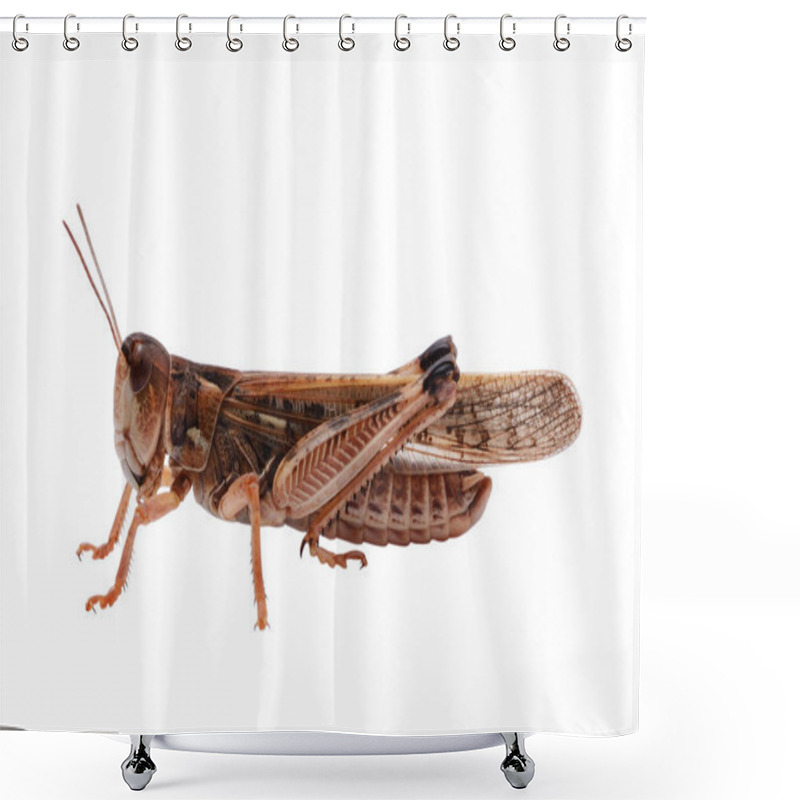 Personality  Locust Isolated On White Background Shower Curtains