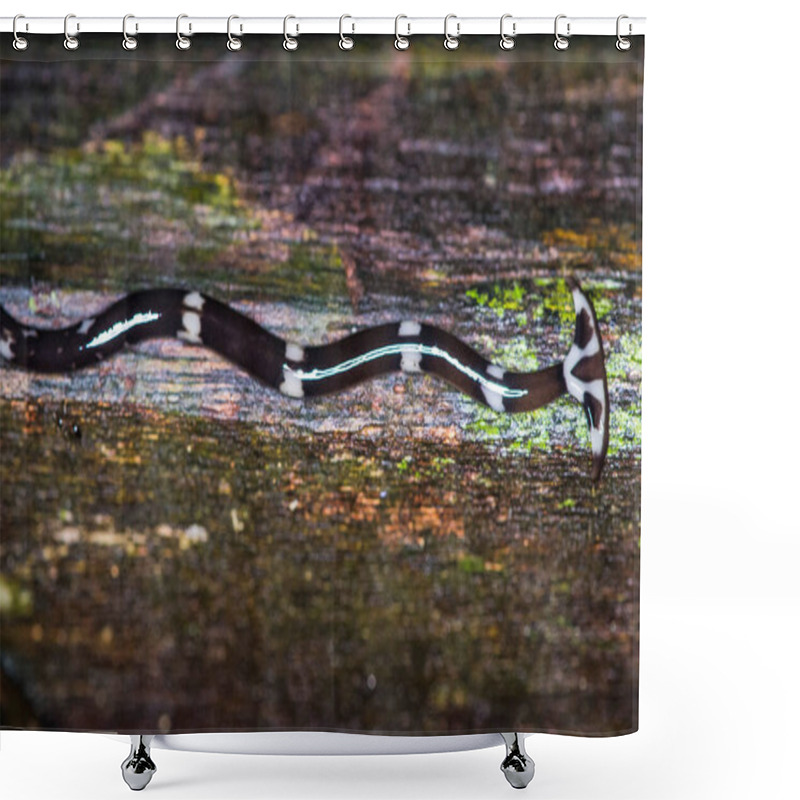 Personality  Hammerhead Worm Bipalium Sp. Of Borneo Shower Curtains