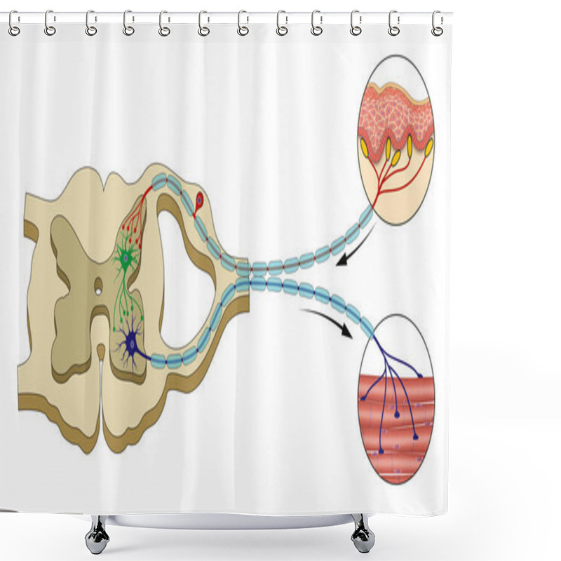 Personality  Spinal Reflex Arc Illustration. Central Nervous System Shower Curtains