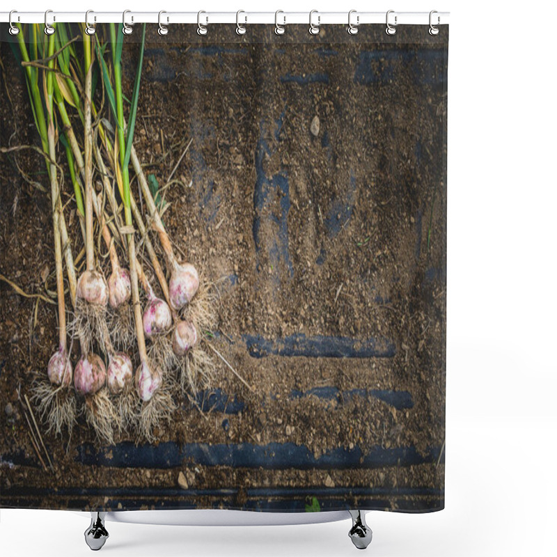 Personality  Freshly Picked Garlic Bulbs On A Soil And Dirt Background Shower Curtains