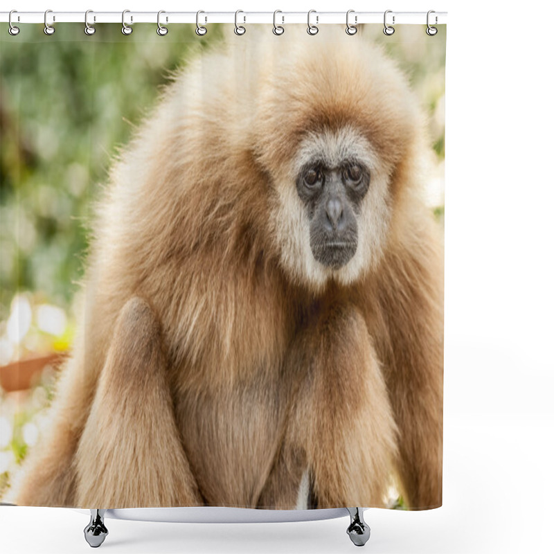 Personality  Northern White Cheeked Gibbon Shower Curtains