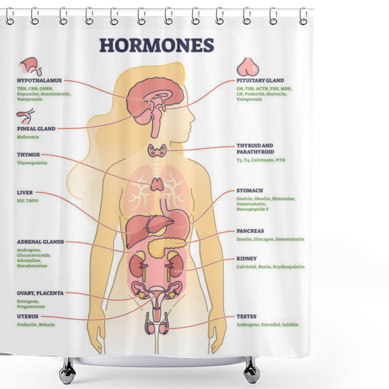 Personality  Hormones With Human Body Organs And Labeled Chemical Titles Outline Diagram Shower Curtains