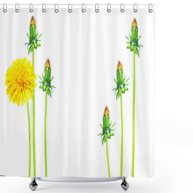 Personality  Fluffy Dandelion Flower Isolated On White Background. Shower Curtains