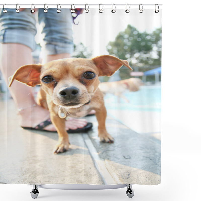 Personality  Chihuahua In Public Pool Shower Curtains