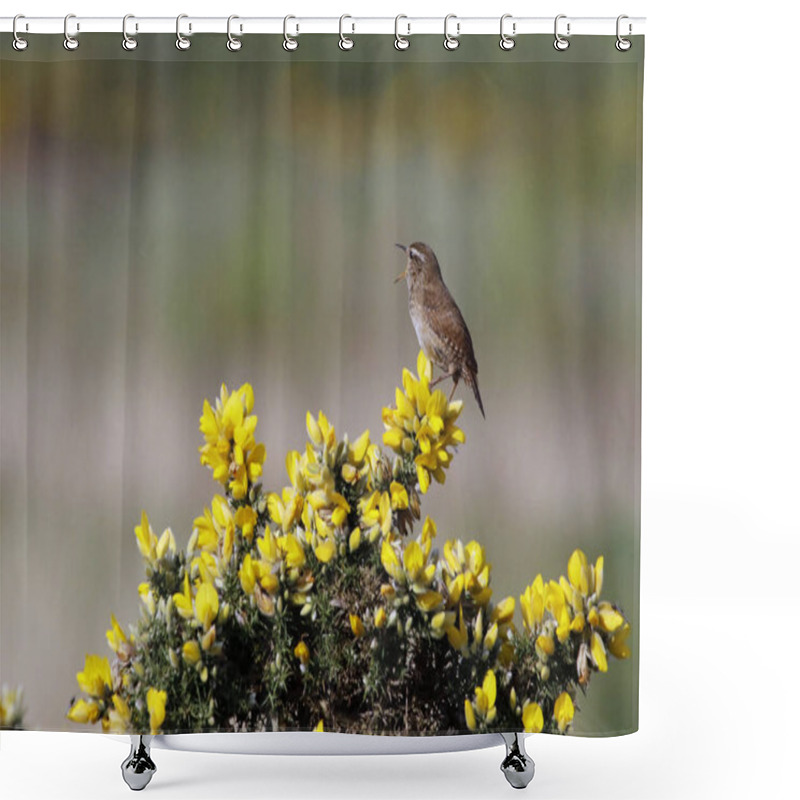 Personality  Wren Singing From A Gorse Bush In Spring Sunshine Shower Curtains