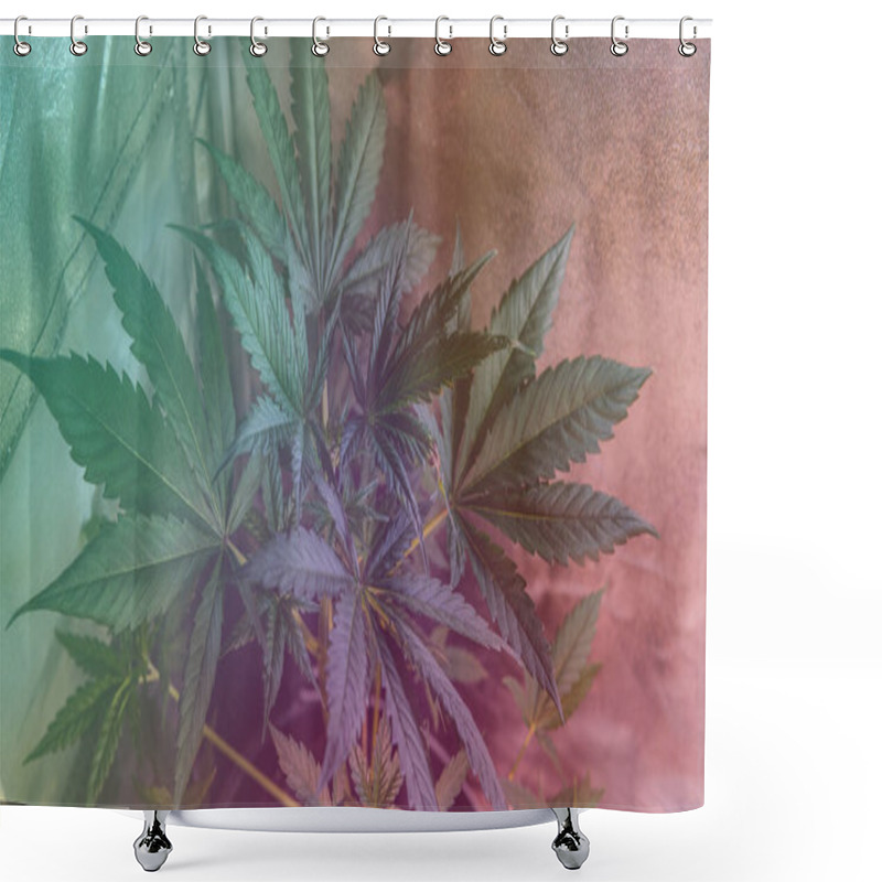 Personality  Professional Marijuana Growing Indoors For Recreational Use. Shower Curtains