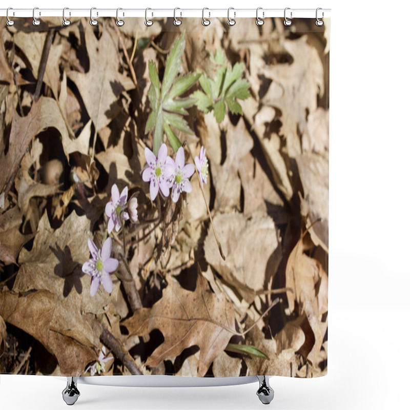 Personality  Close Up View Of Uncultivated Anemone Wildflowers In In Their Native Woodland Setting In Spring Shower Curtains