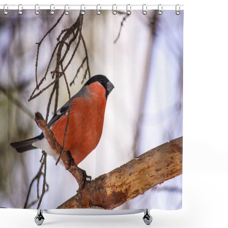 Personality  Common Bird Bullfinch (Pyrrhula) With Red Breast Sitting On Snow Maple Branch. Close-up Horizontal Colorful Image With Copy Space. Shower Curtains