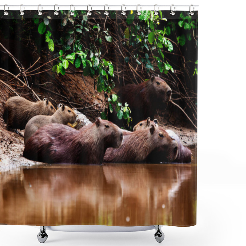 Personality  Closeup Portrait Of Capybara Family (Hydrochoerus Hydrochaeris) Sitting Along The Riverbank Half Submerged In Water In The Pampas Del Yacuma, Bolivia. Shower Curtains