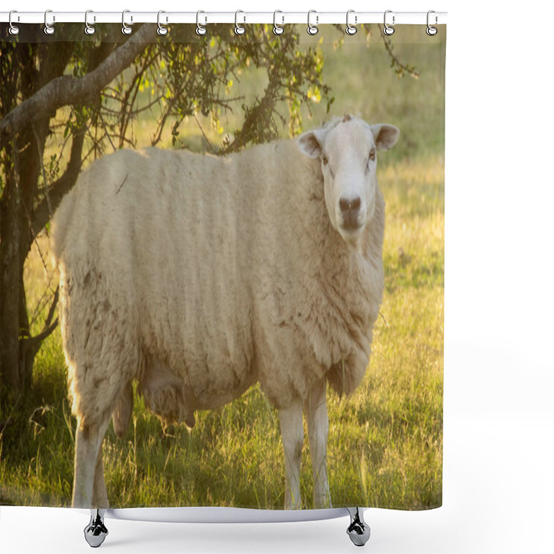 Personality  Free Sheep At Gallery Forest Near Santa Lucia River At Los Cerrillos, Canelones, Uruguay Shower Curtains