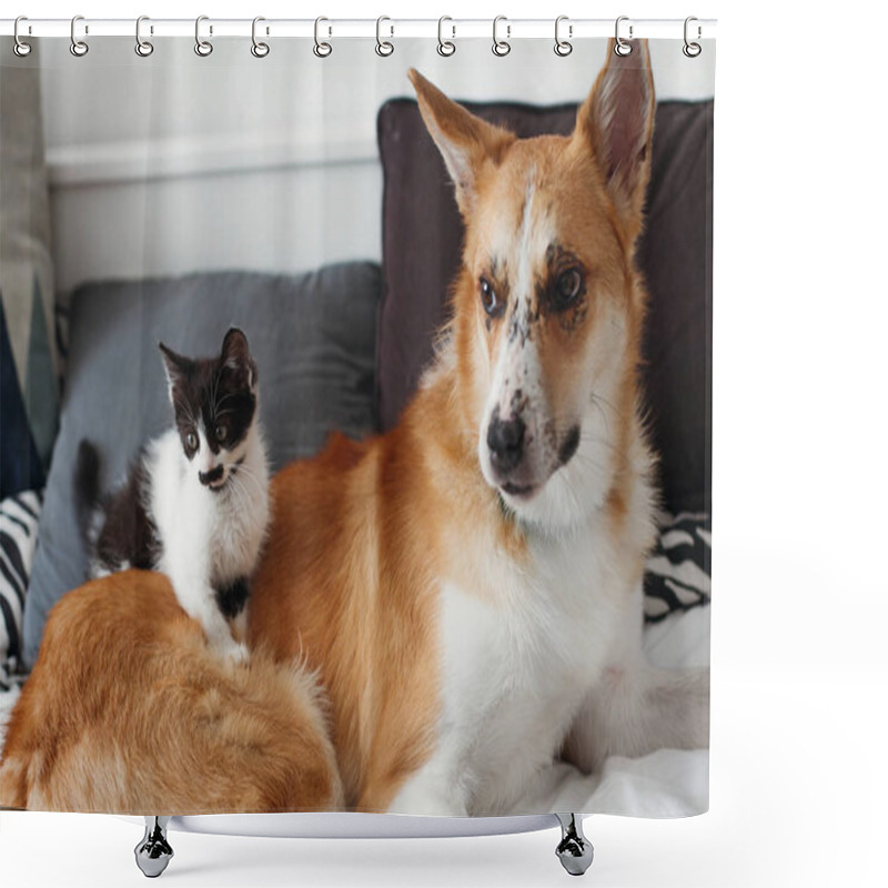 Personality  Cute Kitty And Golden Dog Playing On Bed With Pillows In Stylish Room. Adorable Black And White Kitten And Puppy With Funny Emotions Having Fun On Blanket. Cozy Home, Friends Shower Curtains