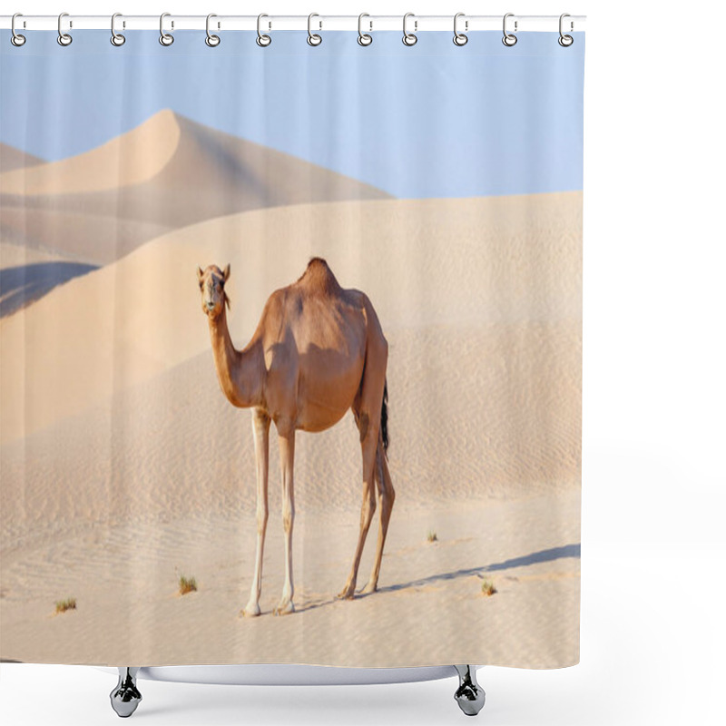 Personality  Middle Eastern Camel In A Desert In United Arab Emirates Shower Curtains