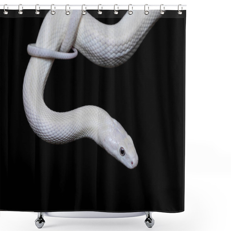 Personality  The Texas Rat Snake (Elaphe Obsoleta Lindheimeri ) Is A Subspecies Of Rat Snake, A Nonvenomous Colubrid Found In The United States, Primarily Within The State Of Texas. Shower Curtains