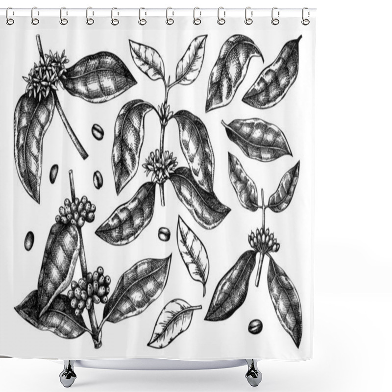 Personality  Hand Sketched Coffee Plants, Beans, Leaves And Flowers Bundle. Botanical Illustrations On White Background. Hand Drawn Coffee Tree Branches Collection In Engraved Style. Shower Curtains