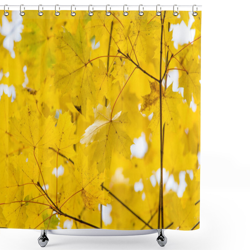 Personality  Yellow Autumn Maple Leaves And Branches. Background. Shower Curtains