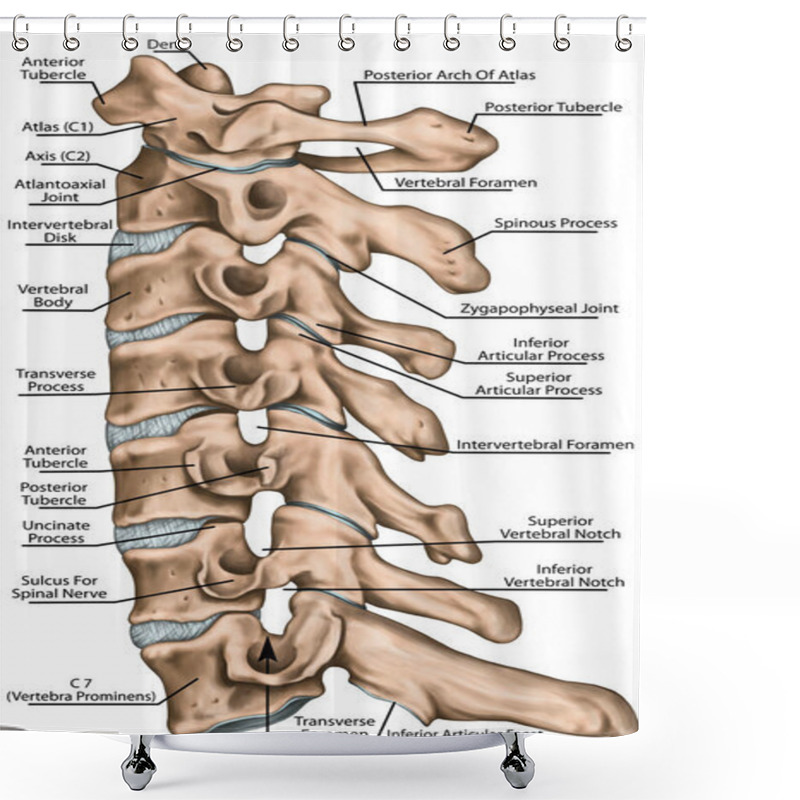 Personality  Cervical Spine Structure, Vertebral Bones, Cervical Bones, Anatomy Of Human Bone System, Human Skeletal System, Vertebral Morphology, Lateral View Shower Curtains