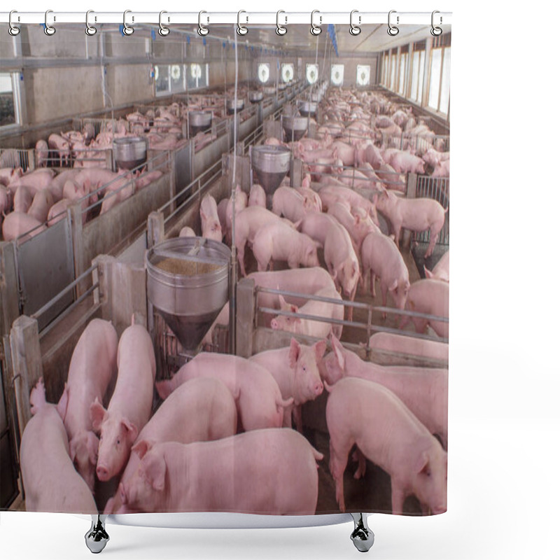 Personality  Curious Pigs In Pig Breeding Farm In Swine Business In Tidy And Clean Indoor Housing Farm, With Pig Mother Feeding Piglet Shower Curtains