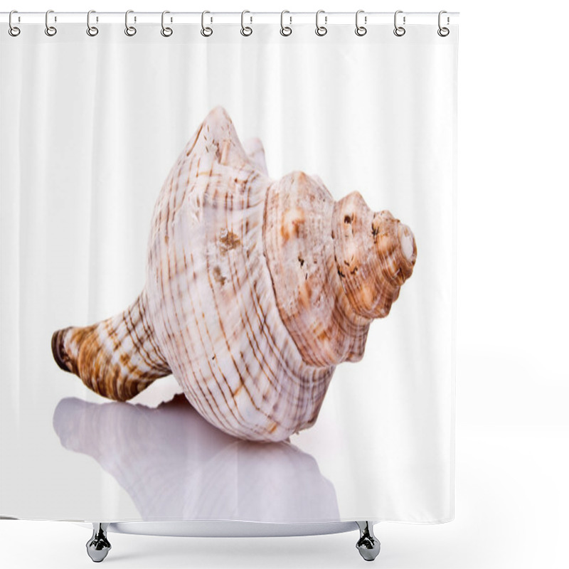 Personality  Seashell Isolated On White Background Shower Curtains