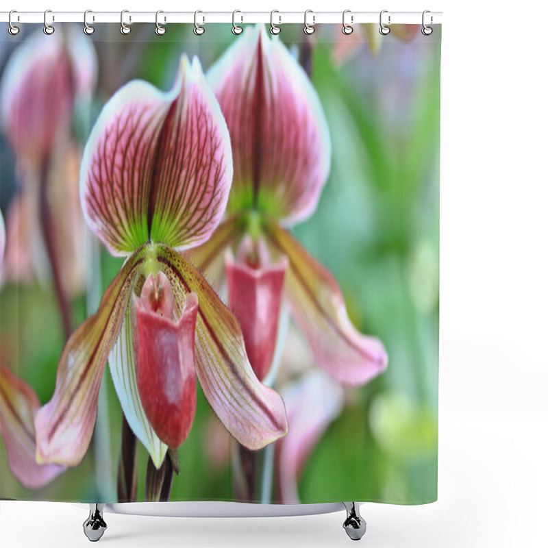 Personality  Beautiful Orchid Flowers  Shower Curtains