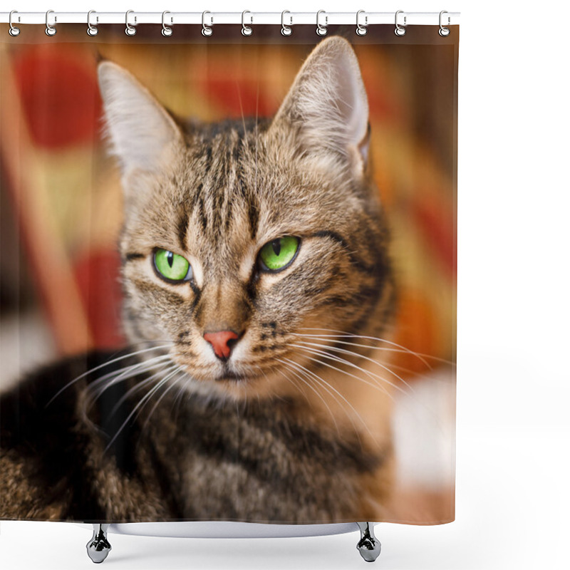 Personality  Beautiful European Cat In Front With Green Eye Shower Curtains