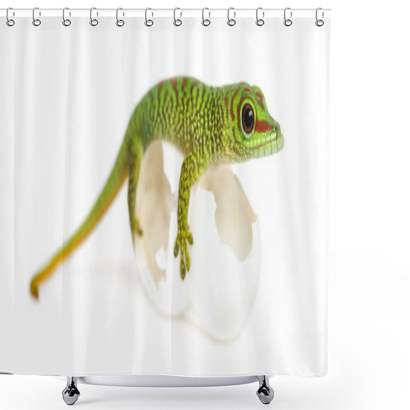 Personality  Side View Of A Madagascar Giant Day Gecko Perched On Its Eggs, P Shower Curtains